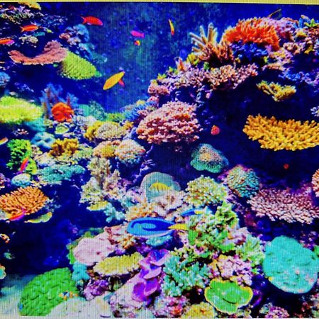 Coral Apartment เตอร์กู-มูเรช ภายนอก รูปภาพ
